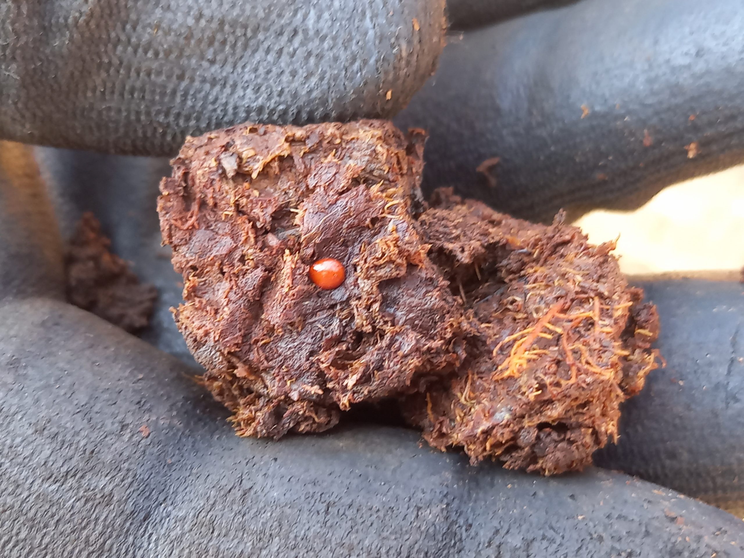 Bogbean seed in wood peat from the Great Fen